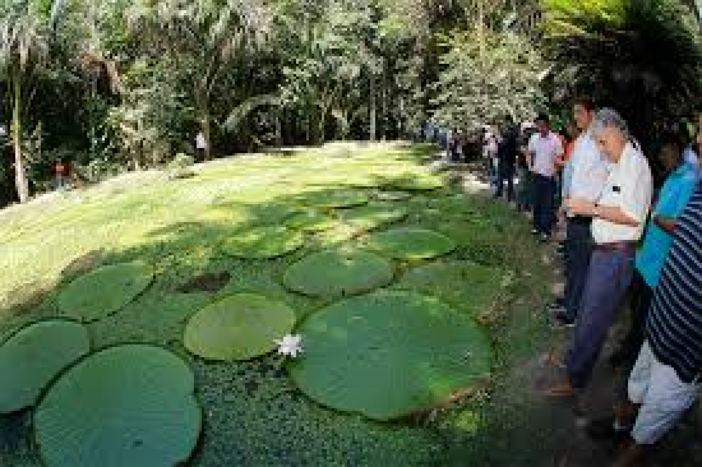 Museu da Amazônia (MUSA)